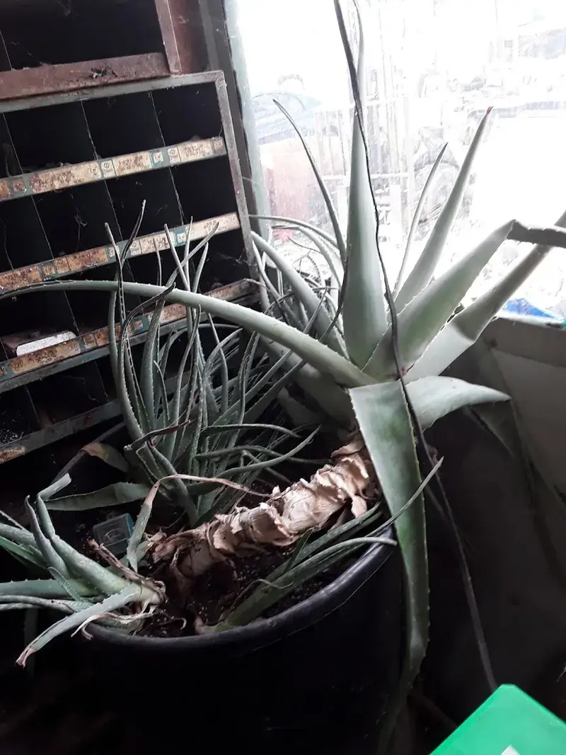 Hornback Salvage in Big Clifty, Kentucky