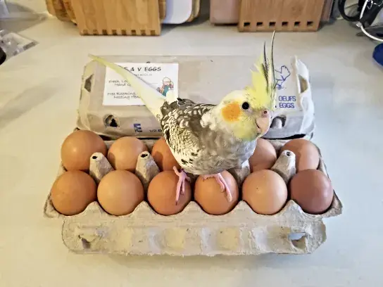 Organic Food Depot in Norfolk, Virginia